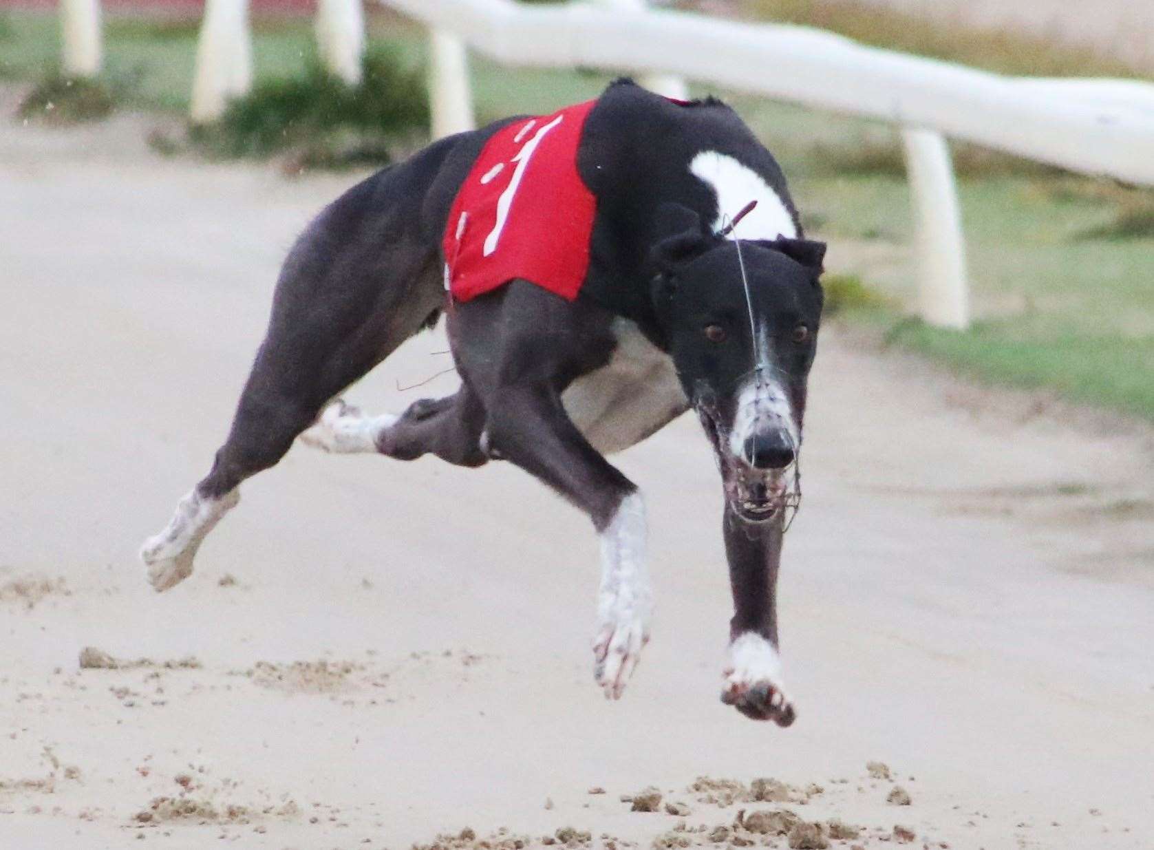 King Memphis goes into the Premier Greyhound Racing Derby in fine form. Picture: Jim Tate Photography