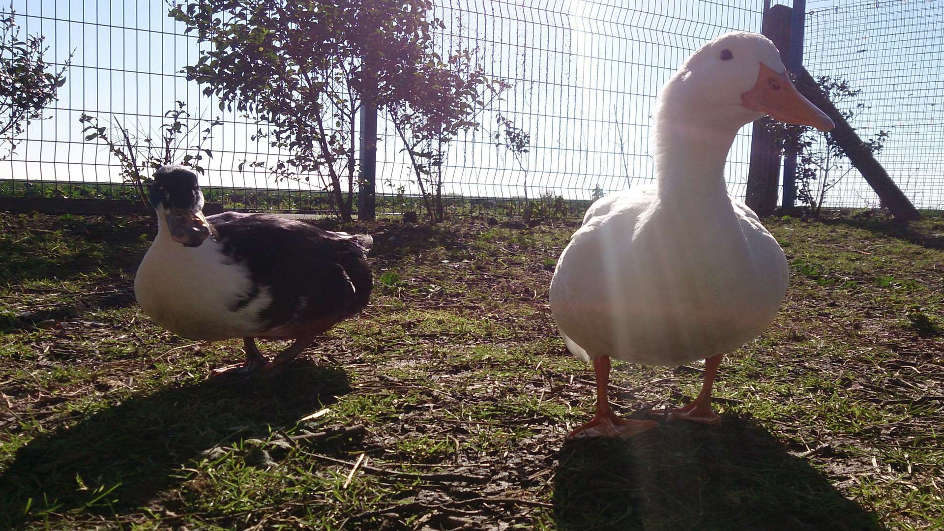 The pair were very close and the male duck could be seen chasing staff away from his partner