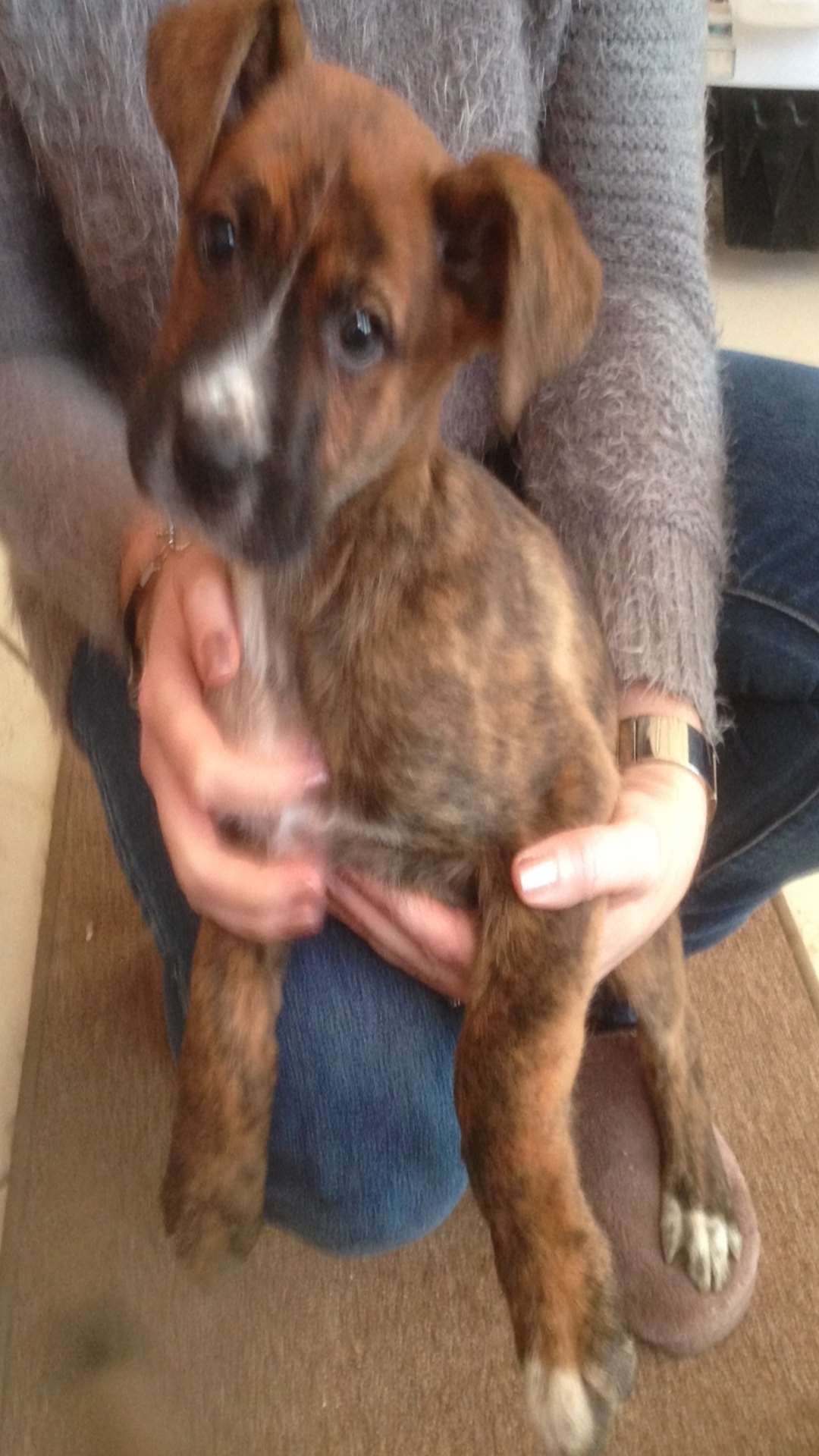 An 11-week-old boxer cross German shepherd was stolen