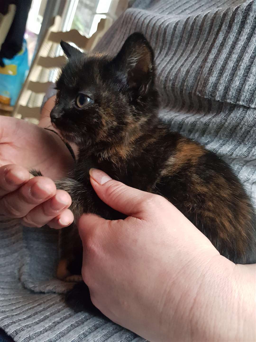 The Bow Lodge Babies Cat Rescue charity held an open day in Chalk, Gravesend (7231914)