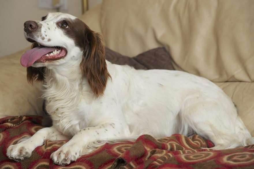 Springer spaniel Lilly bolted free and plummeted down the steep rock face