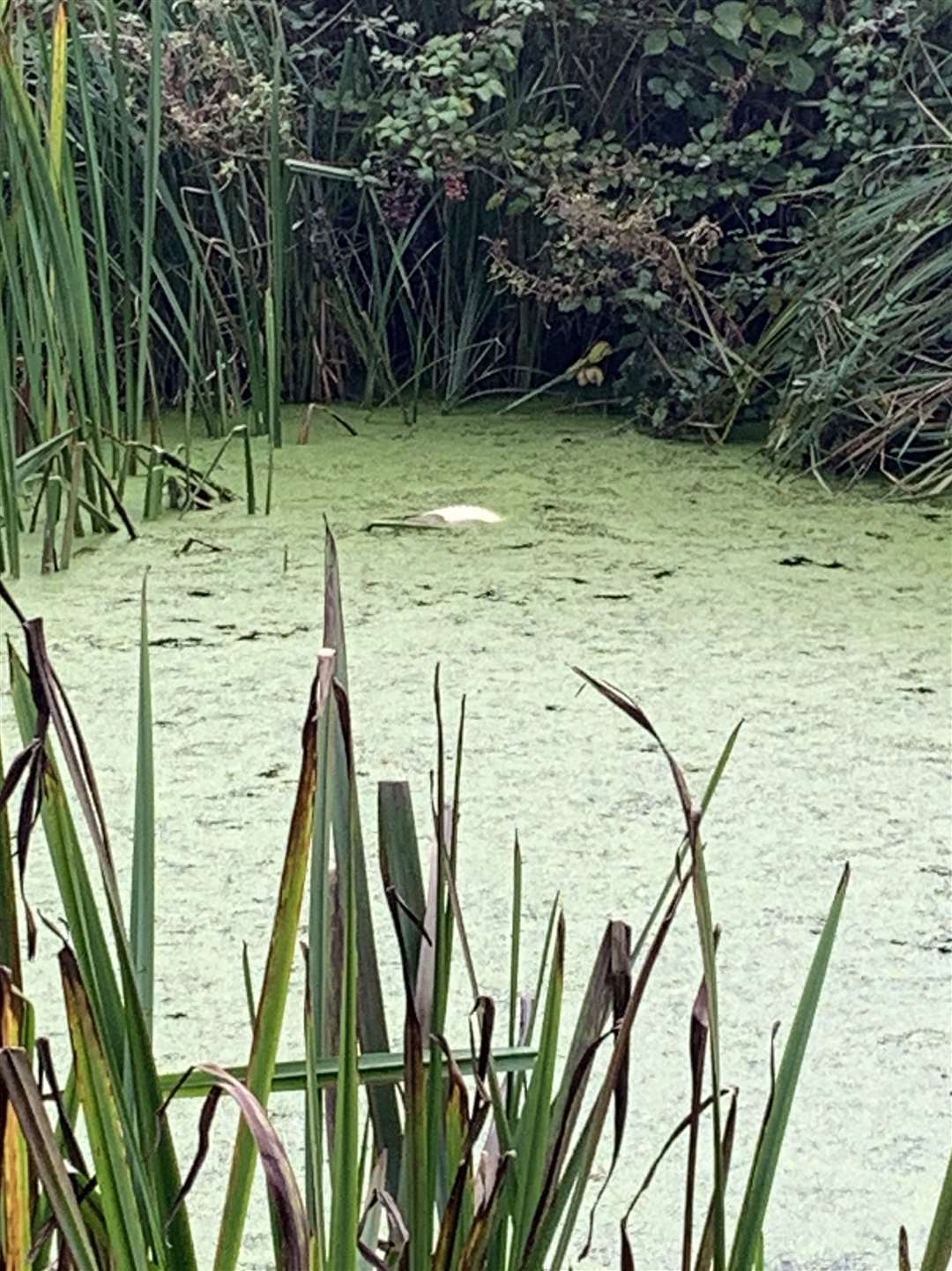 Simon Harrison captured this image of a dead fish in the water along The Ropewalk