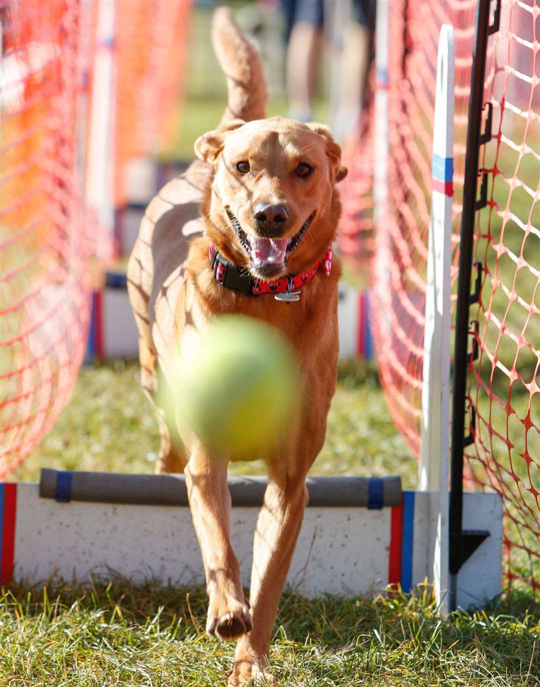 Paws in the Park at the Kent Showground, Detling last year. Willow the Red Fox Labrador. Picture: Matthew Walker