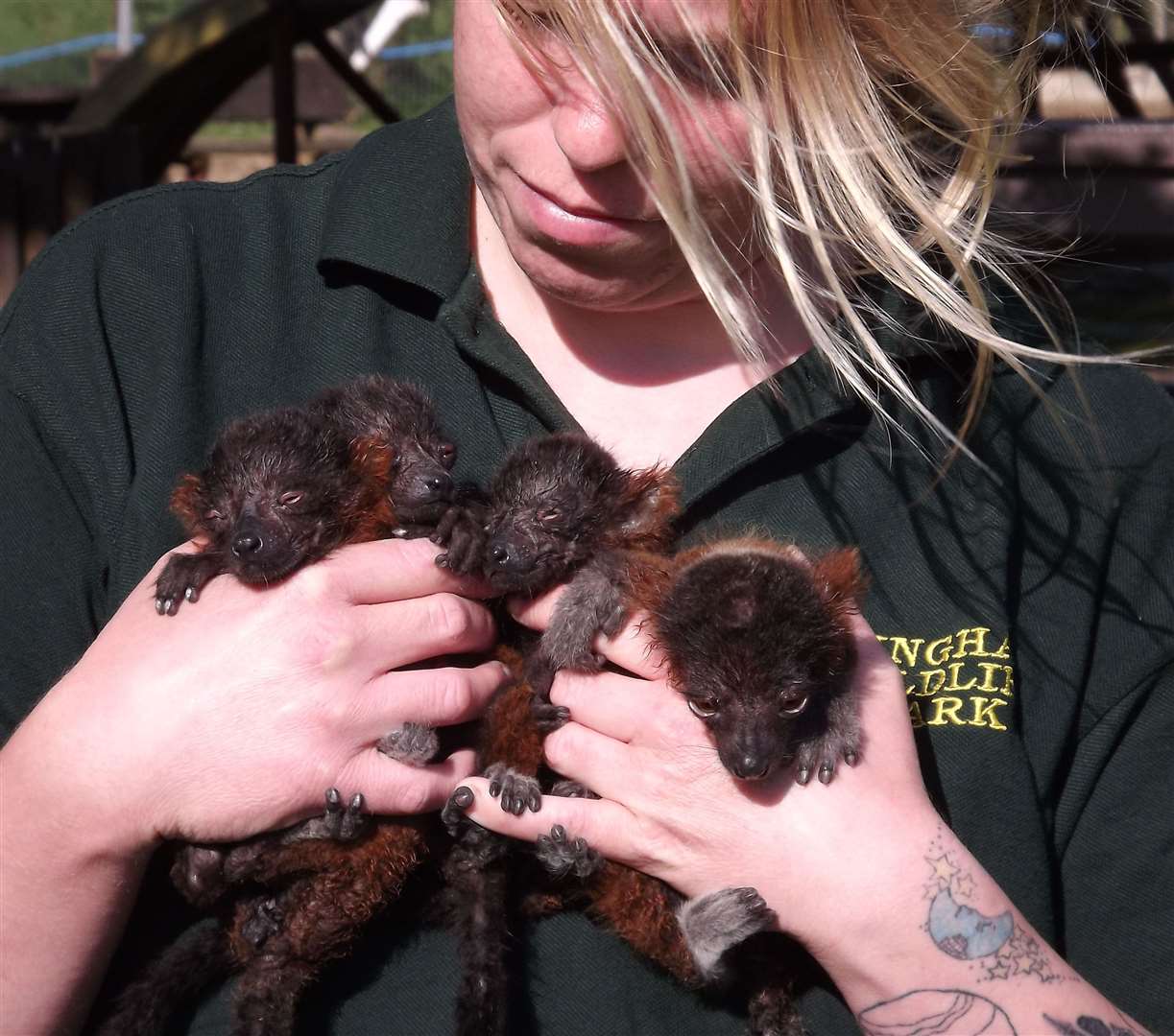 Red ruffed lemurs born at Wingham Wildlife Park in 2012. Picture: Wingham Wildlife Park