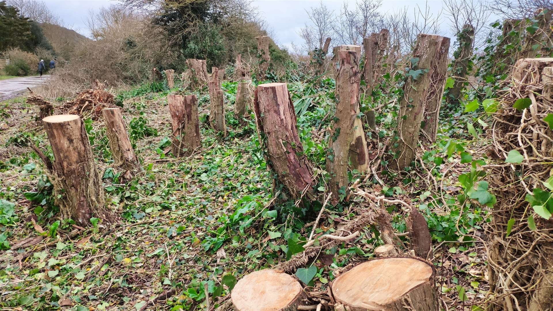 Work has started on Princes Parade to remove some trees and vegetation, sparking anger among residents. Picture: Save Princes Parade Facebook