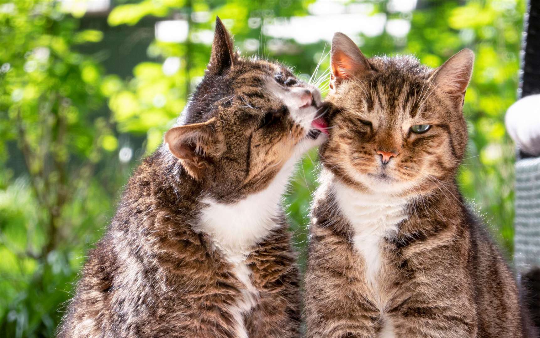 Cat owners will face a £500 fine if their animals are found to be without a chip. Image: iStock.