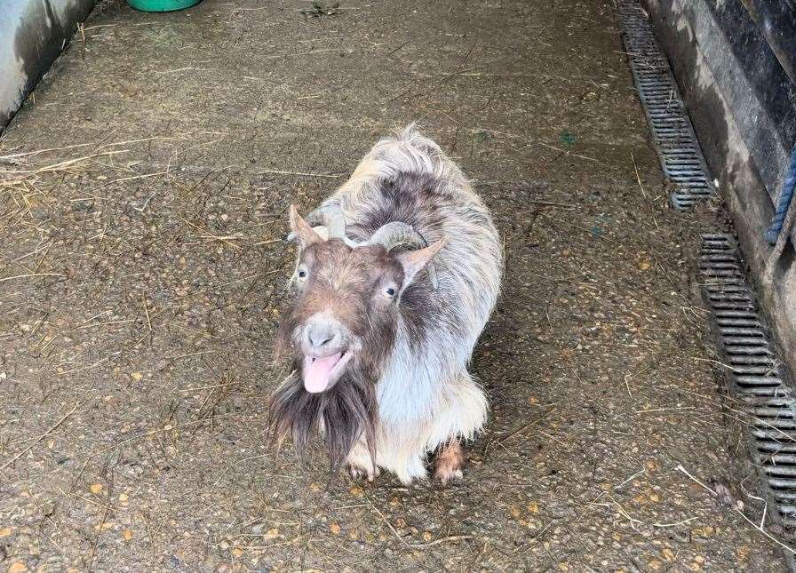 The sanctuary has around 120 goats