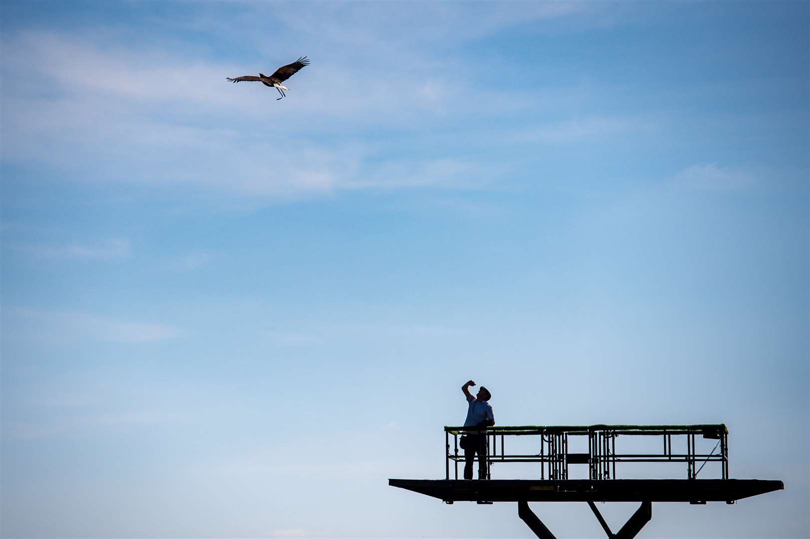 One of the castle’s falcon soars in the sky (Jacob King/PA)