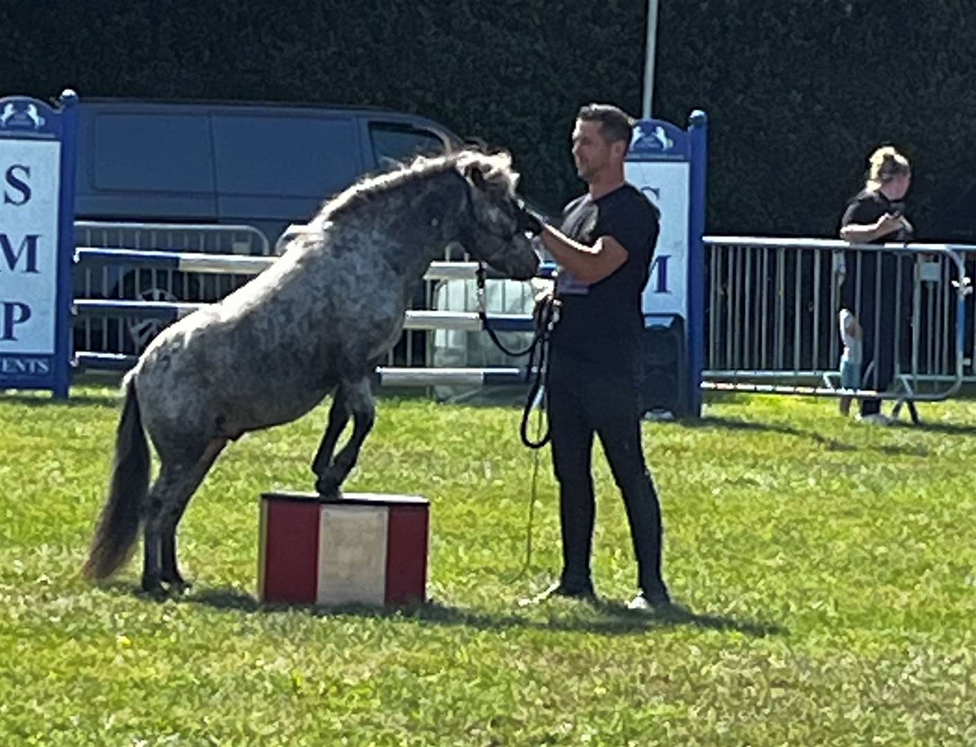 American miniature horse Nero