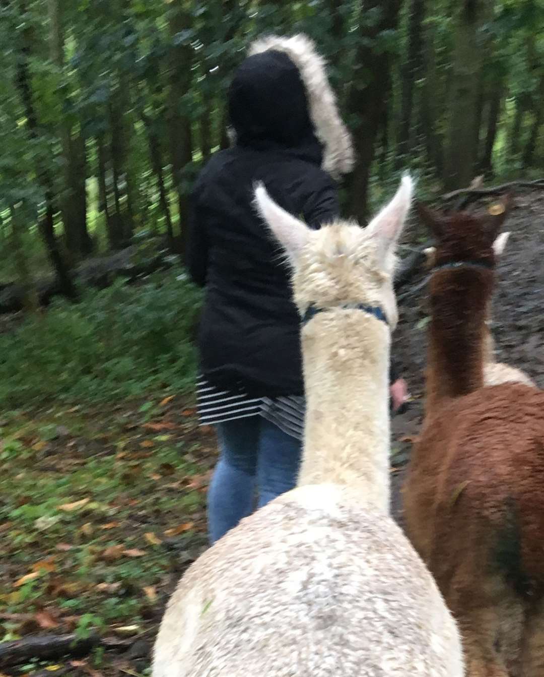 Pepe and pals head into the woods at the Kenward Trust in Yalding