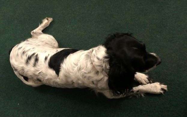 I was delighted to meet pub dog Danielle came she came to join me and, after worrying her ball for a while, she settled down at my feet