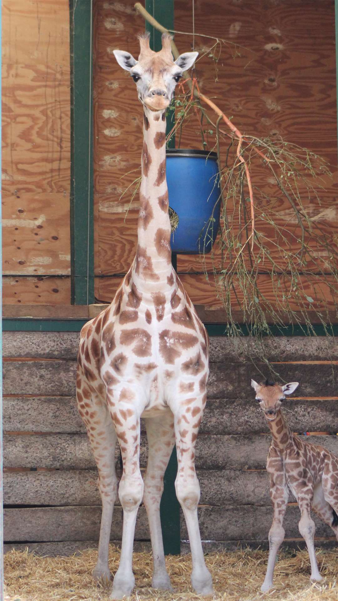 The youngster with mum Lunar