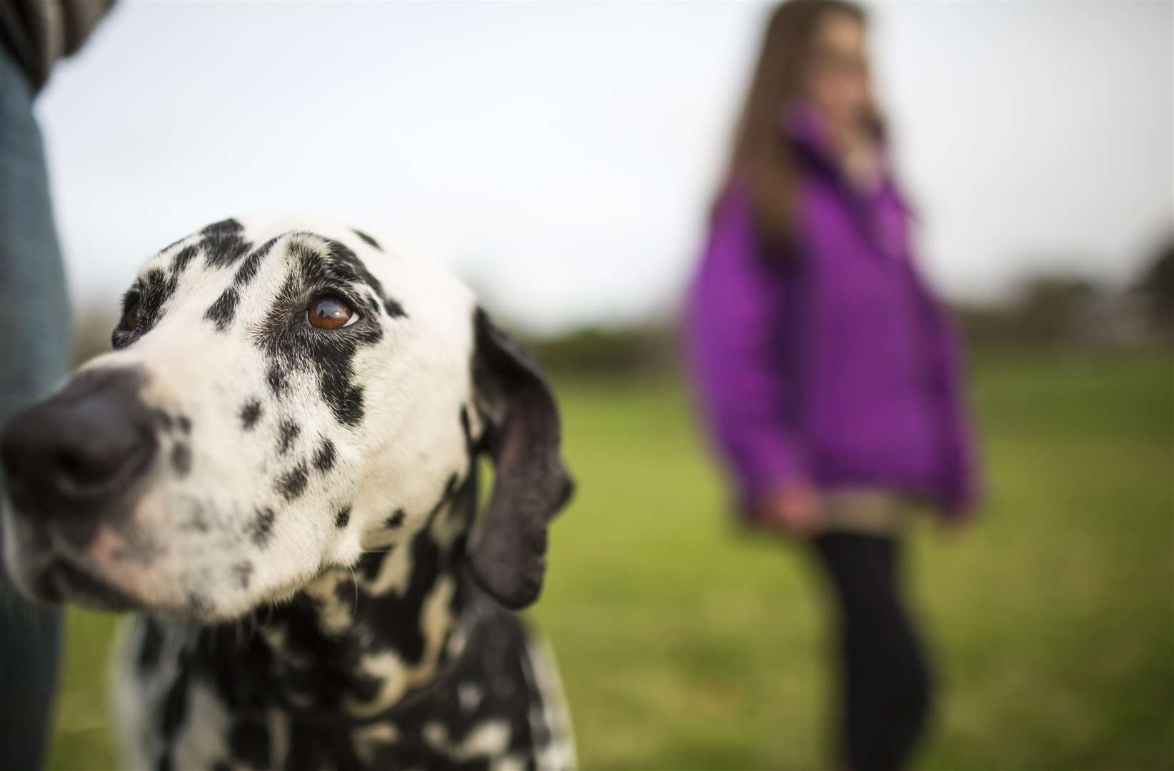 Dogs are welcome at the National Trust