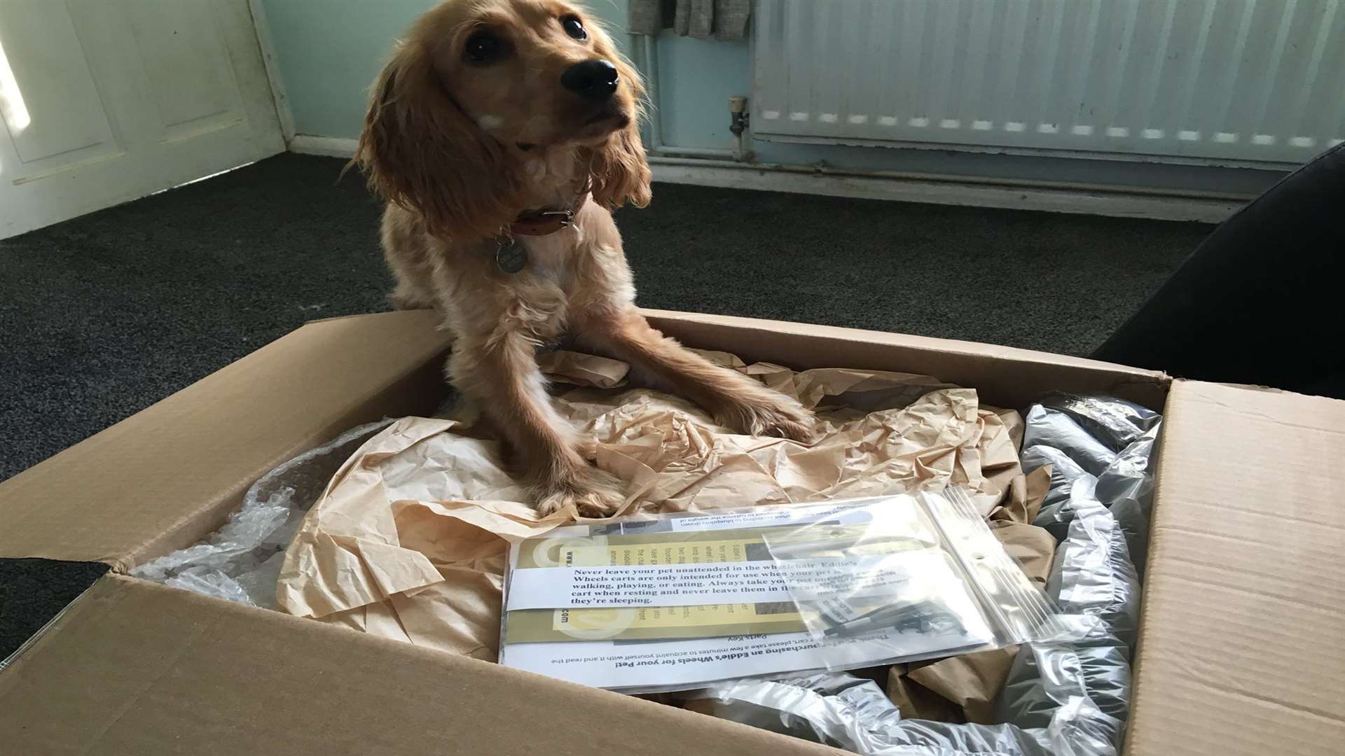 Hmm! What's in this box? Wanda's wheels arrived last week