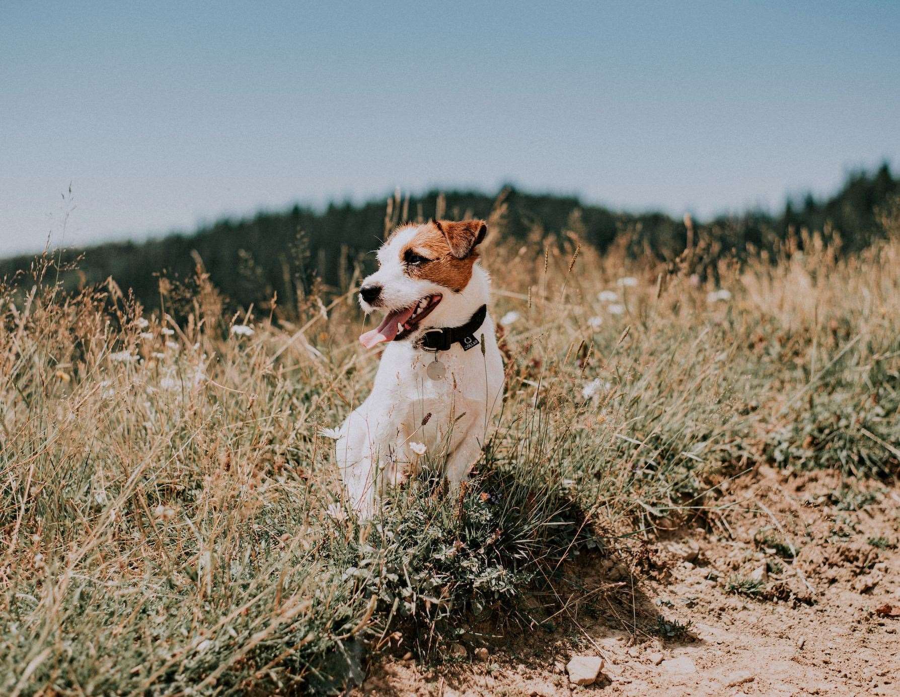 From overheating to burnt paws, dogs are at risk in the heat of a hot day. Image: iStock.