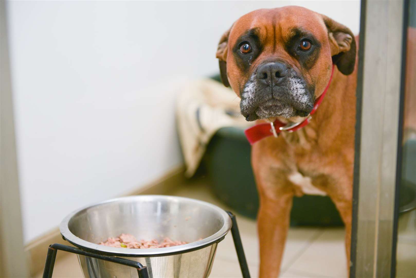 Your dog doesn't have to go without on Pancake Day. Picture: Foal Farm