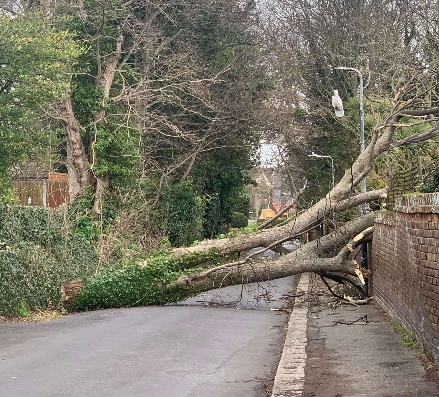 A tree down in Sowell Street, Broadstairs Picture: Heidi Rogers