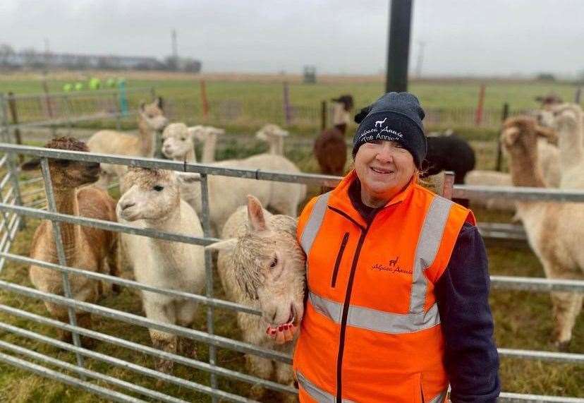 Annie’s guests are able to meet, feed and walk her alpacas