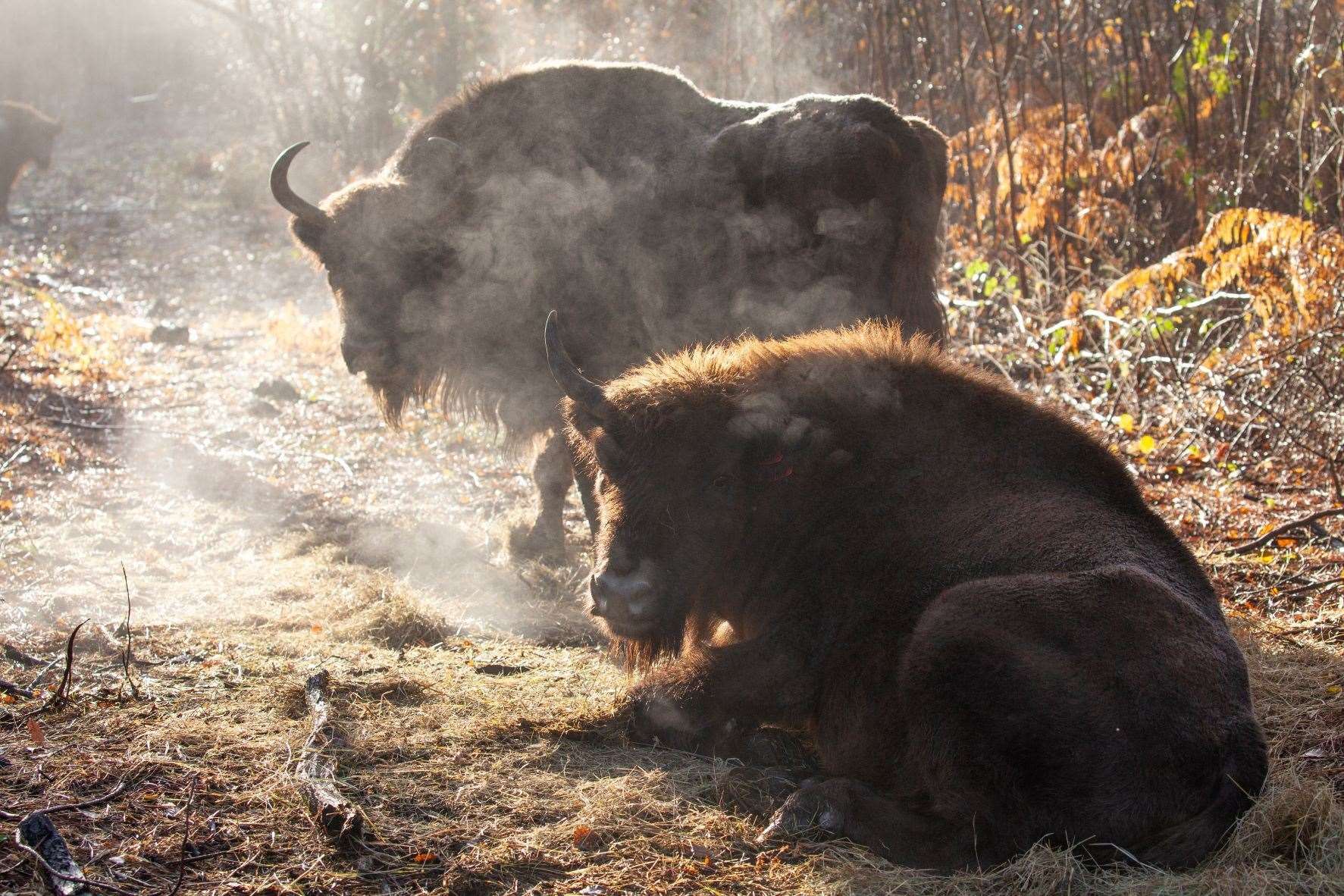 European Bison were introduced into West Blean between Canterbury and Herne Bay in July, the animals have now been released into a much larger area of the forest, having adapted well. Photo: Donovan Wright