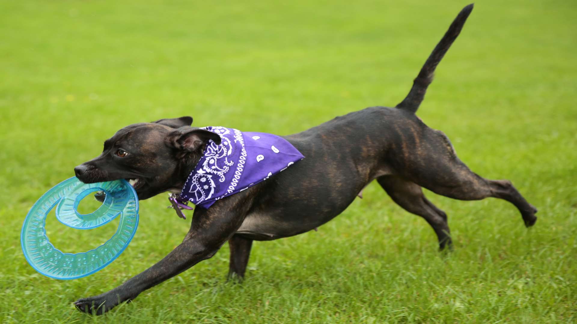 Chelsea the Staffordshire bull terrier