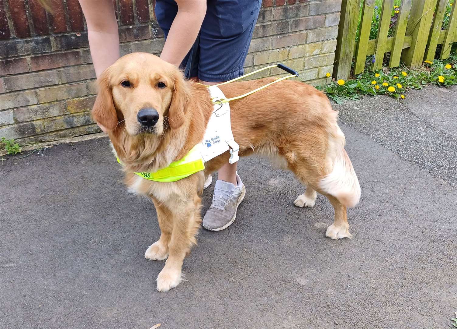 Lexie getting prepared for a road training lesson