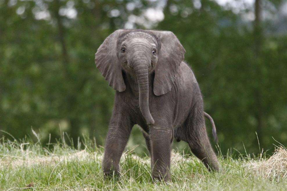 The calf is just ten days old