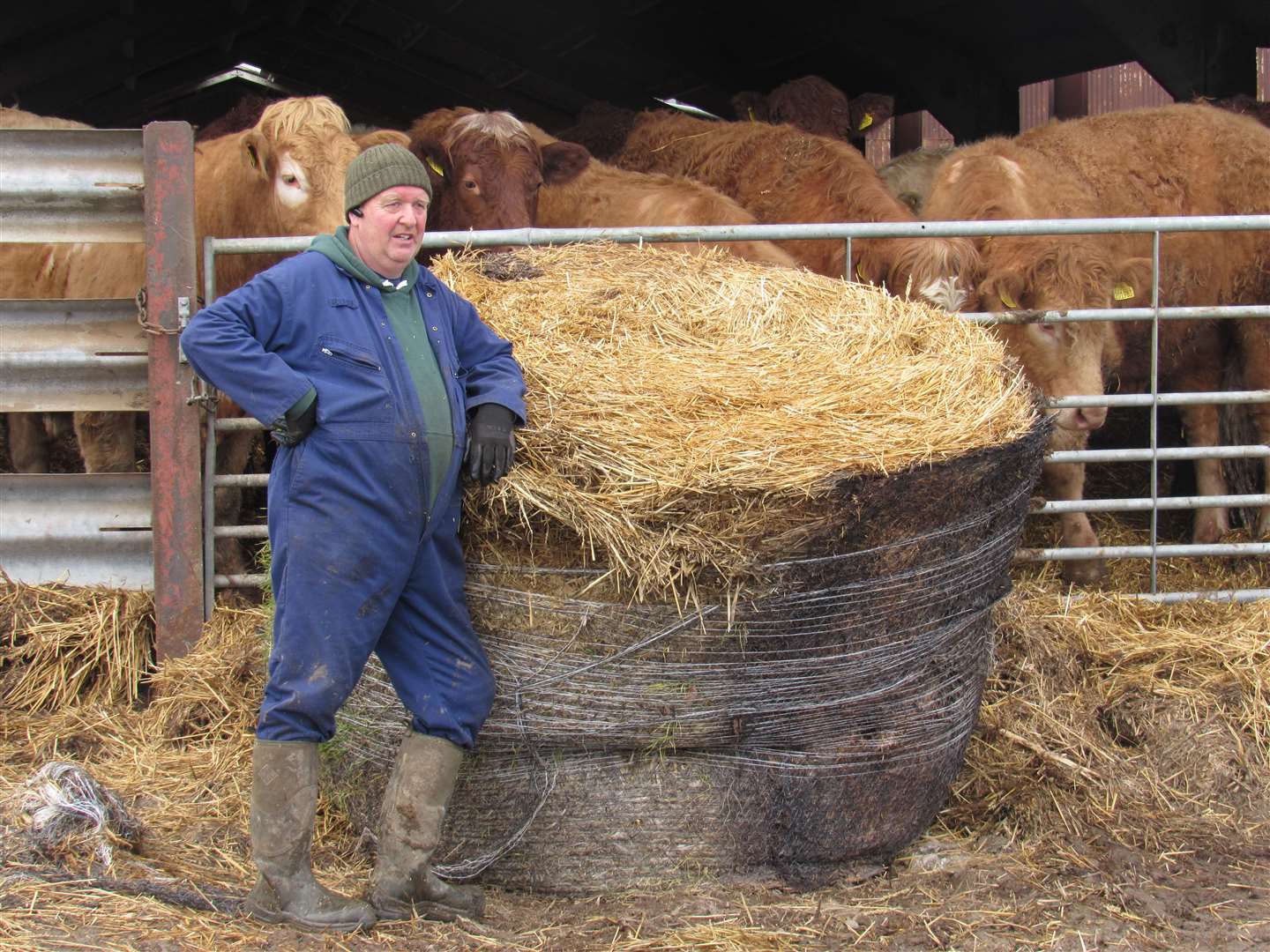 Lyn Powell entitled this picture simply 'Herd of cows with herdsman'