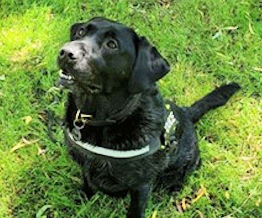 Police dog Max. Picture: Kent Police