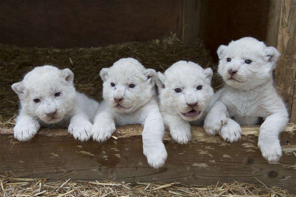 Cubs with the ahh factor. Picture: Andy Porter