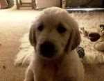 Mollie as a puppy