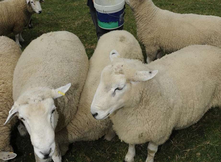 Farm owner Julie Murray with her sheep