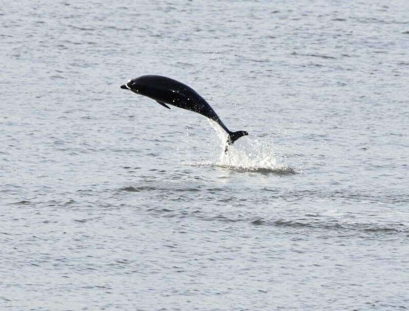 One of the dolphins photographed in GravesendPicture: Jason Arthur