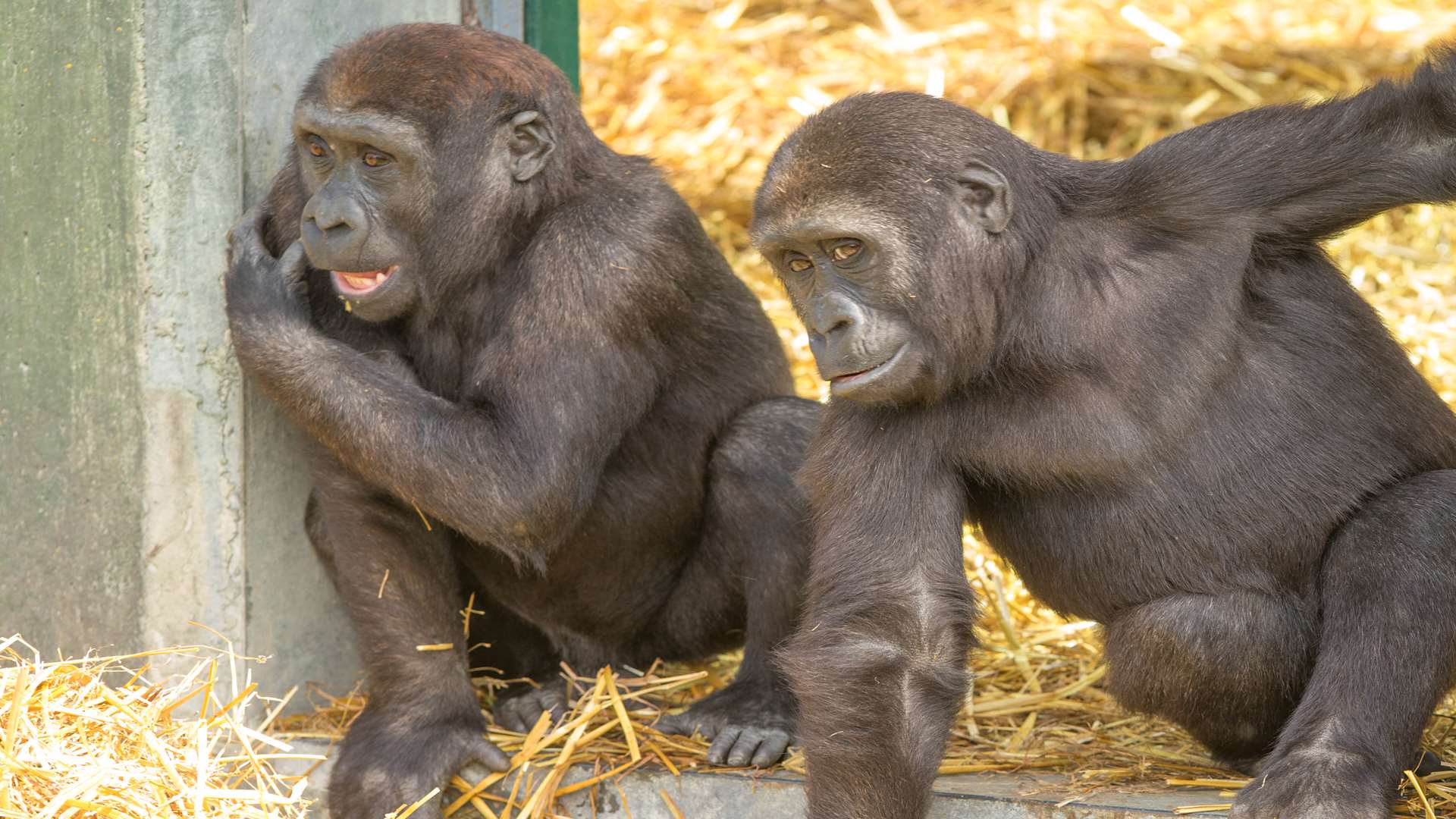 Western lowland gorillas