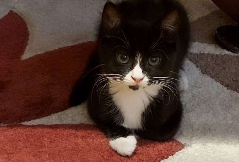 Kitten Darcey has gone missing from home in Gravesend. Picture: Animal Search UK