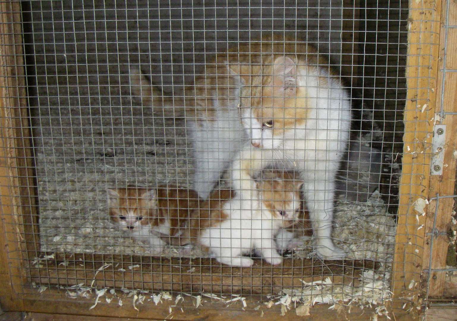 These kittens were found to be suffering from cat flu and seized by inspectors. Picture: RSPCA