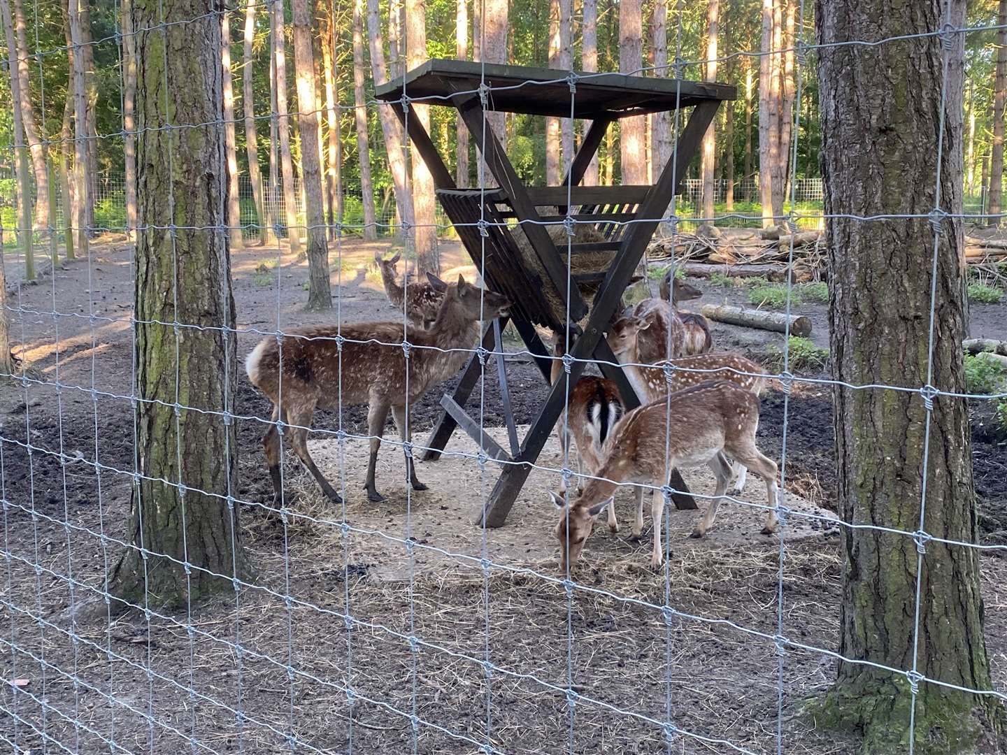 The deer at Wildwood near Canterbury