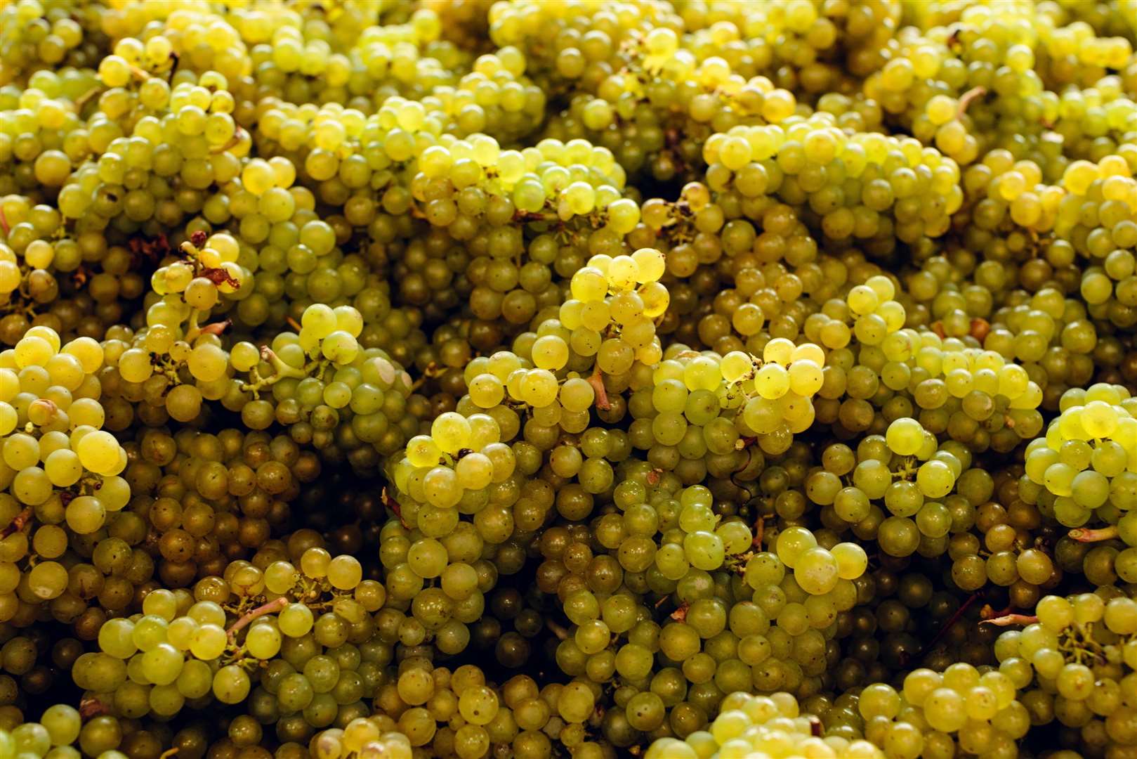 The harvest at the Gusbourne Estate in Appledore was a record one