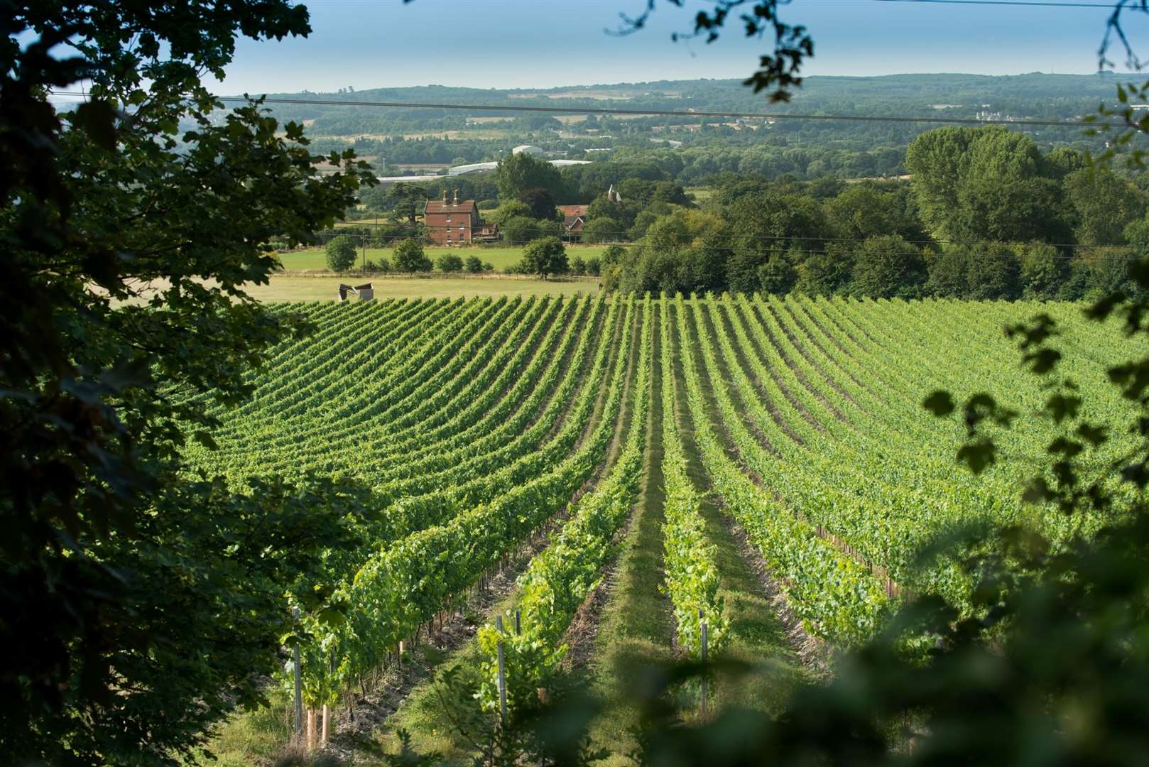 Chapel Down's Kit's Coty vineyard