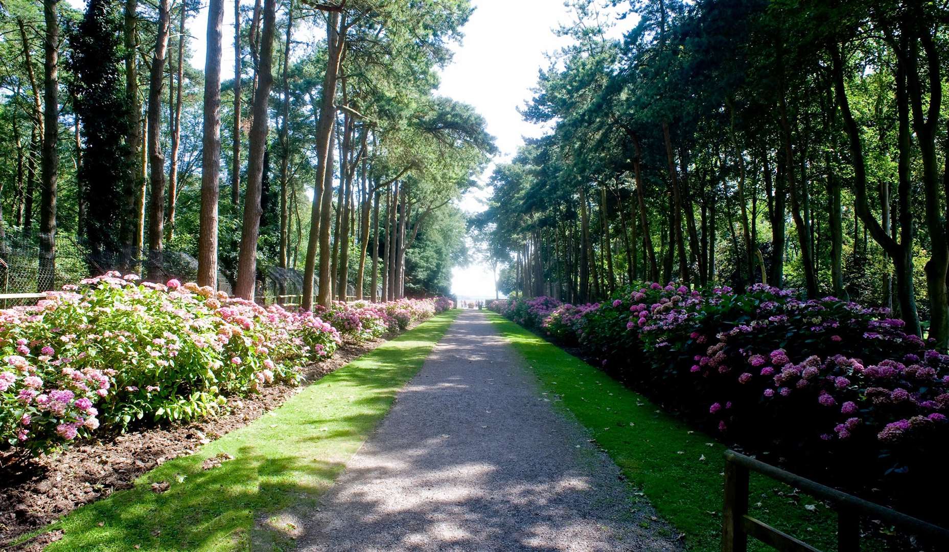 Visitors will start their tours at the hydrangea walk before being led through the rest of the gardens. Picture: Aspinall Foundation