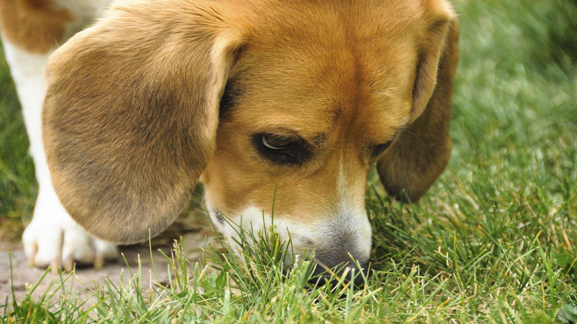 Campaigners say dog fouling is a big problem in Ashford. Picture: istock