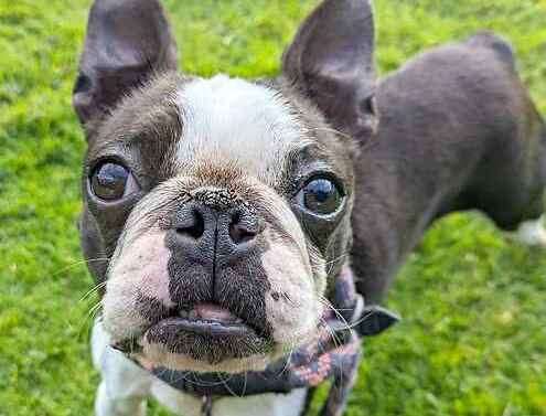 Boston terrier Maya. Picture: Last Chance Animal Rescue