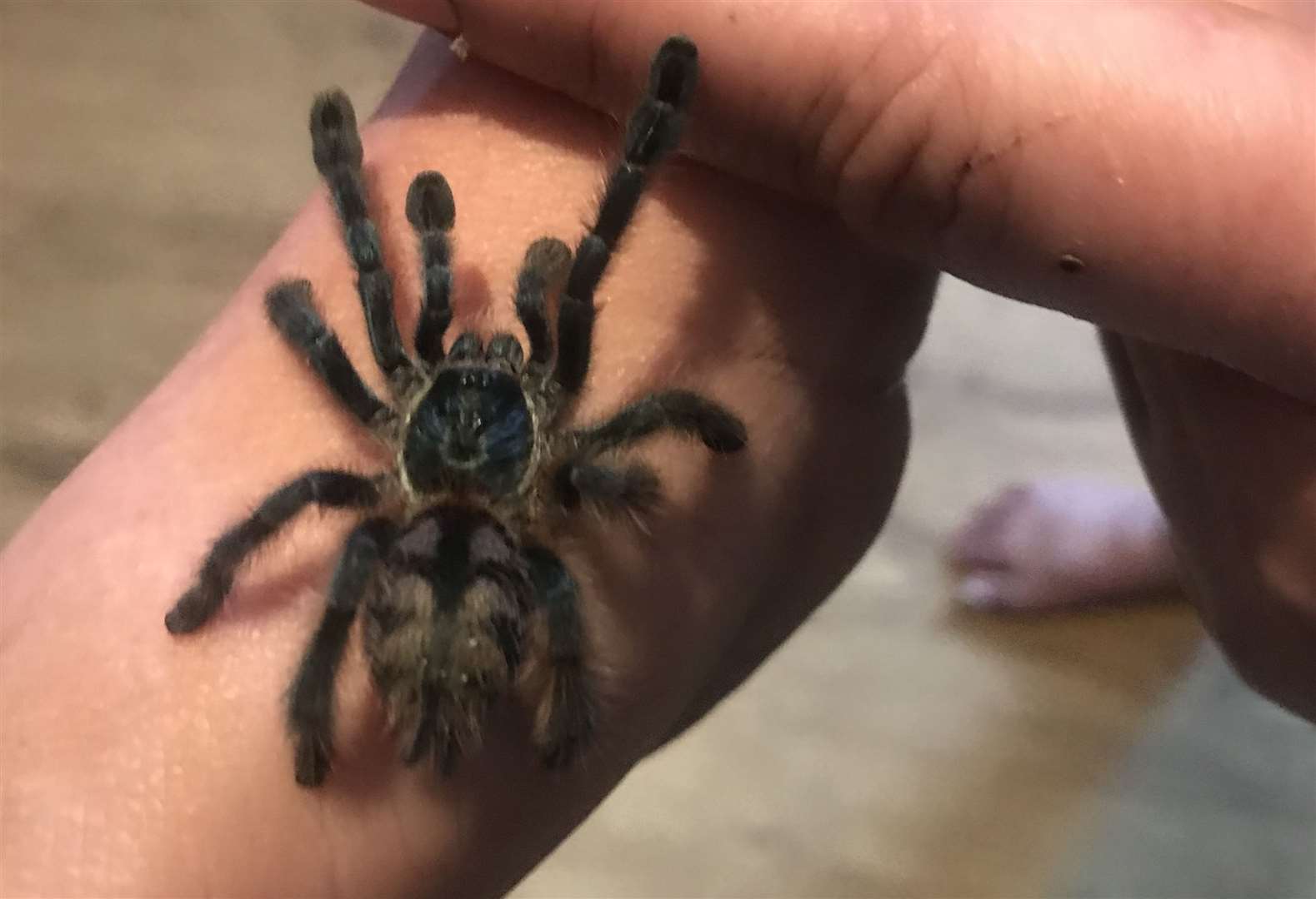 One of Ms Rogers' tarantulas