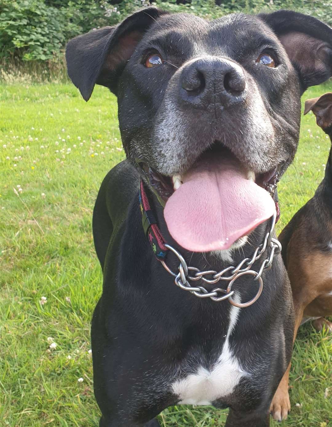 Maggie, a Staffordshire bull terrier, was found after a search by villagers. Picture: Sam Driscoll