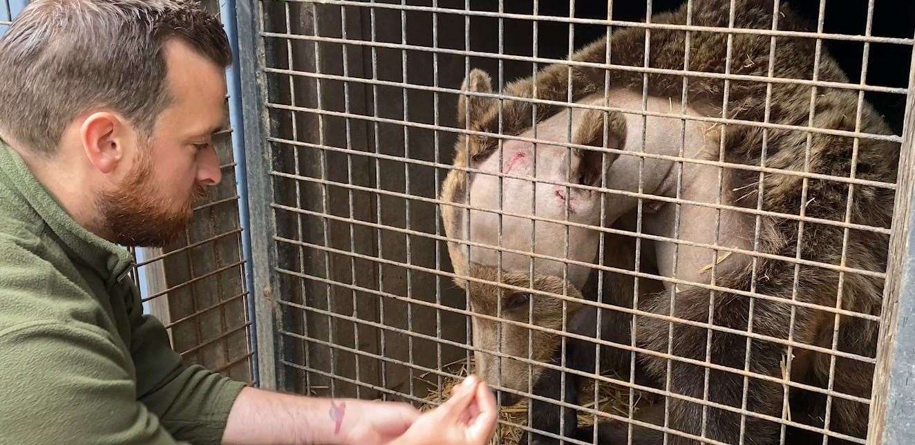 Boki enjoying some food following his brain operation. Picture: The Wildwood Trust