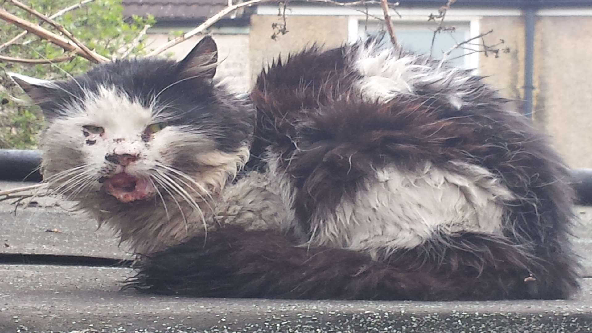 Oliver the badly injured cat on the day he was found