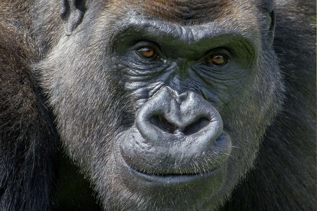 Four gorilla brothers are going to the wild in Congo from Port Lympne