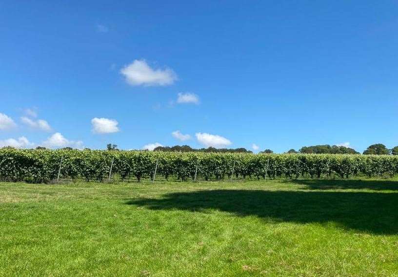 The Roman Road vineyard is one of three now under the Simpsons’ estate