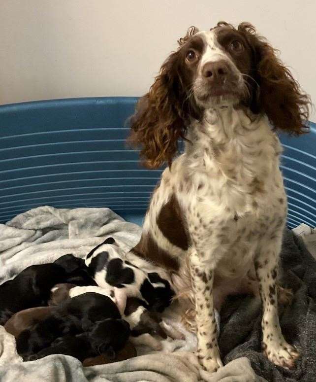 Mum Faith with her pups at the Lord Whisky Animal Sanctuary