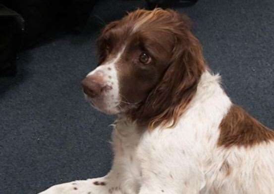 Claire Knight's spaniel was found running on the beach in Minnis Bay. Picture: Kent Police