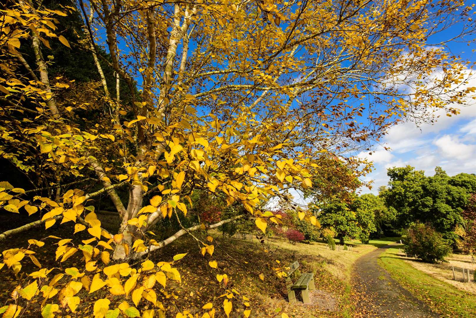 Bedgebury Pinetum near Goudhurst (43085265)